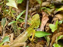 Green thai lizard Stock Footage