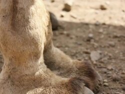 Camel's foot and leg Stock Footage