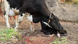 Cow cleaning her newborn Stock Footage