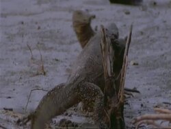 MCU 2 Water Monitor Lizards fighting, India Stock Footage