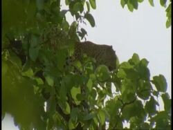 MS Leopard, Panthera pardus, in tree, Bandhavgarh National Park, India Stock Footage