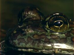 BCU Frogs face, USA Stock Footage