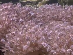 Xenia Pulsing Soft Coral feeding and swaying in current, Southern Visayas, Philippines Stock Footage