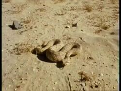 MS Sidewinder snake, Crotalus cerastes, sidewinding to camera on sand, USA Stock Footage