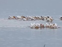 MS Group of pelecanus onocrotalus fishing at nakuru lake / National Park, Africa, Kenya   Stock Footage