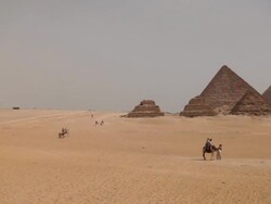  MS PAN Shot of camels pyramids / Giza, Egypt Stock Footage