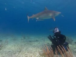 Tiger shark, Galeocerdo cuvier, sandy seabed, Bahamas  Stock Footage