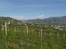 Tramin in South Tyrol and its Vineyards PAN Stock Footage