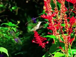 Hummingbird in Slow Motion Stock Footage