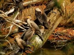cormorant Stock Footage