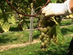 HD: Harvesting Grape Stock Footage