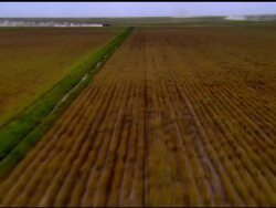 AERIAL, Sugar cane fields, Florida, USA Stock Footage