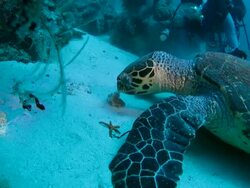 Green sea turtle eat soft coral Stock Footage
