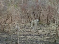 Baboons in bush, MS, Tanzania Stock Footage