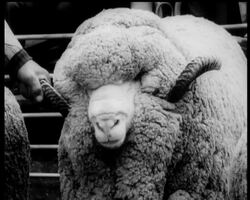 WINNERS IN WOOL News Clip