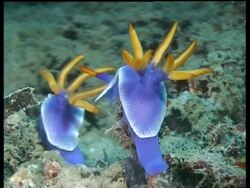 MS pair of Sea Slugs, H. bullocki, away from camera, orange crests waving in current, Sipadan, Borneo, Malaysia Stock Footage