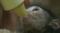 A baby spider monkey drinks from a bottle. Stock Footage
