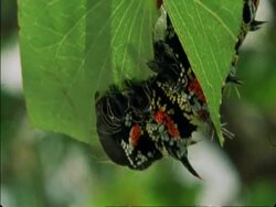 CU Caterpillar hanging from branch eating leaf, Botswana, Africa Stock Footage