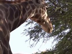 Giraffe Close up Stock Footage