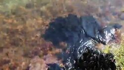 Mussels in the mediterranean coast Stock Footage