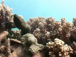 MS eel in coral  AUDIO / Queensland, Australia Stock Footage