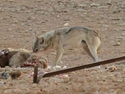 Desert wolf eats sheep, Israel Stock Footage