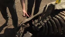 Prince Harry Visits Kruger National Park News Clip