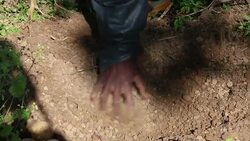 VOICED : La patata victima colateral del ebola News Clip