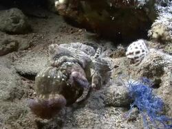 Decorator Crab Stock Footage