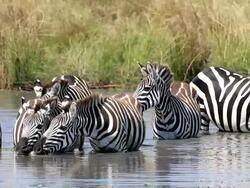 Zebra Herd Drinking in mere / lake Stock Footage