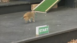 London zoo showcases animals' athletic feats News Clip