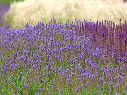 MS Shot of park with fields of grass and blue salvia / Losheim am See, Saarland, Germany Stock Footage