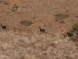 WS View of Mountain gazelle (Gazella gazella) little herd in jezreel valley near Gilboa mountains / gilboa, Israel Stock Footage