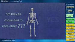 Types and Functions of Connective Tissue in the Human Body Instructional Video