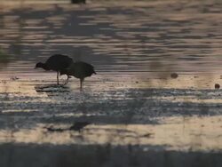 F/S eurasian coots pecking in the mud, wetland Stock Footage