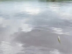 Fishing Stock Footage