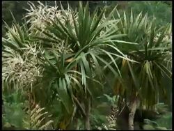 Standing Proud: Cabbage Palm Tree, Cordyline Australis Plant, Flora Stock Footage