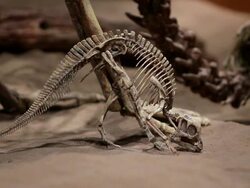A skeleton of dinosaurs in a prehistoric setting Stock Footage