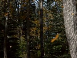 Falling leaves Stock Footage