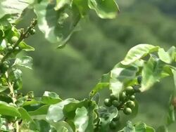 Fairtrade coffee plantation in Brazil Stock Footage