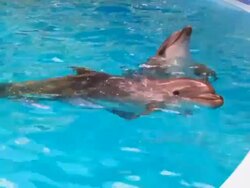 Dolphins Stock Footage