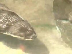 Otter Swimming Stock Footage