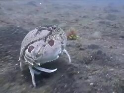 CU TS Crab running over sand / Lembeh strait, Sulawesi, Indonesia  Stock Footage