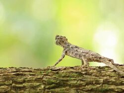 Lizard Stock Footage