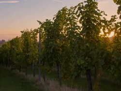 WS CS Vineyard At Sunrise Stock Footage