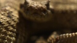 A coiled sidewinder rattles its tail and flicks its tongue. Stock Footage