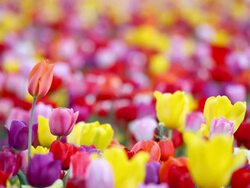 tulips in field Stock Footage