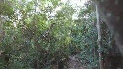 walking in the jungle Stock Footage