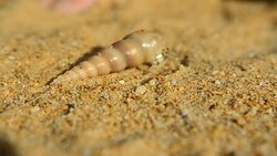 tiny Hermit crab cannot go out by human hand Stock Footage