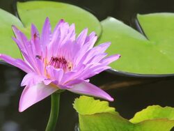 Bee and Water Lily. Stock Footage